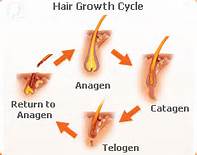 the-best-treatment-for-hair-loss -growth-cycle